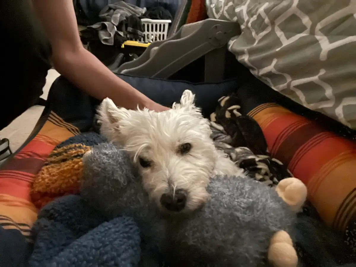 A small white dog with shaggy fur lies on a bed, partially covered by a grey plush toy, looking directly at the camera with…