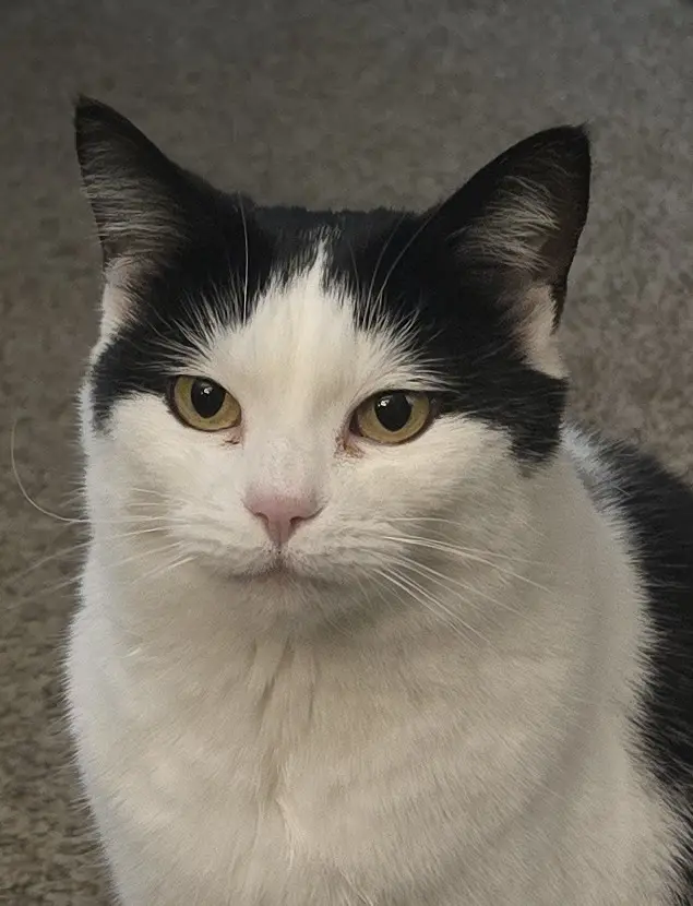 A close-up photo of a black-and-white cat with a stern, unimpressed expression, looking directly at the camera. The cat has…