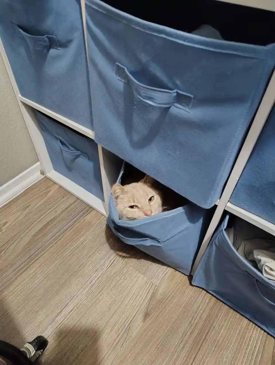 A light-colored cat peeks out from the bottom of a blue fabric storage bin in a white cube organizer, looking sleepy and…