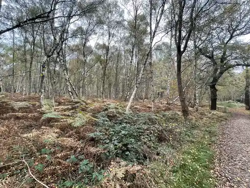 Adventure Awaits: Exploring the Beauty of Epping Forest, UK
