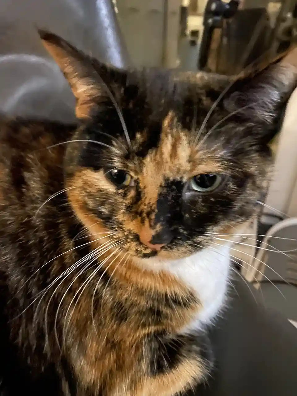 A close-up photo of a calico cat with a stern, unimpressed expression, looking directly at the camera. The cat has a mix of…