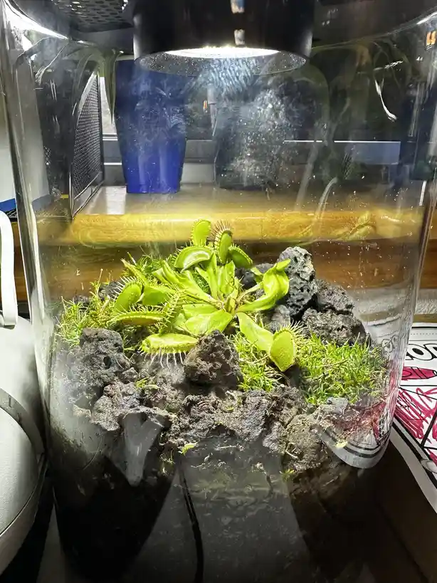 A clear glass terrarium contains a Venus flytrap plant with its characteristic green, toothed traps, surrounded by dark…