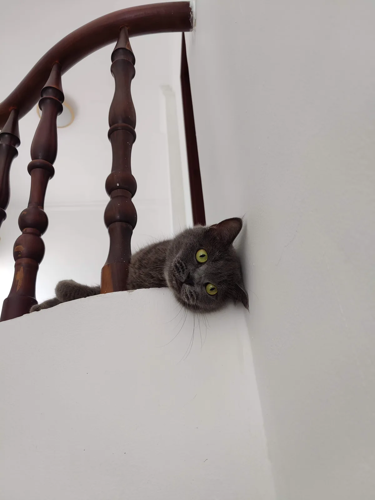 A gray cat with bright green eyes is lying on a white staircase landing, peeking over the edge with a bored expression. Its…