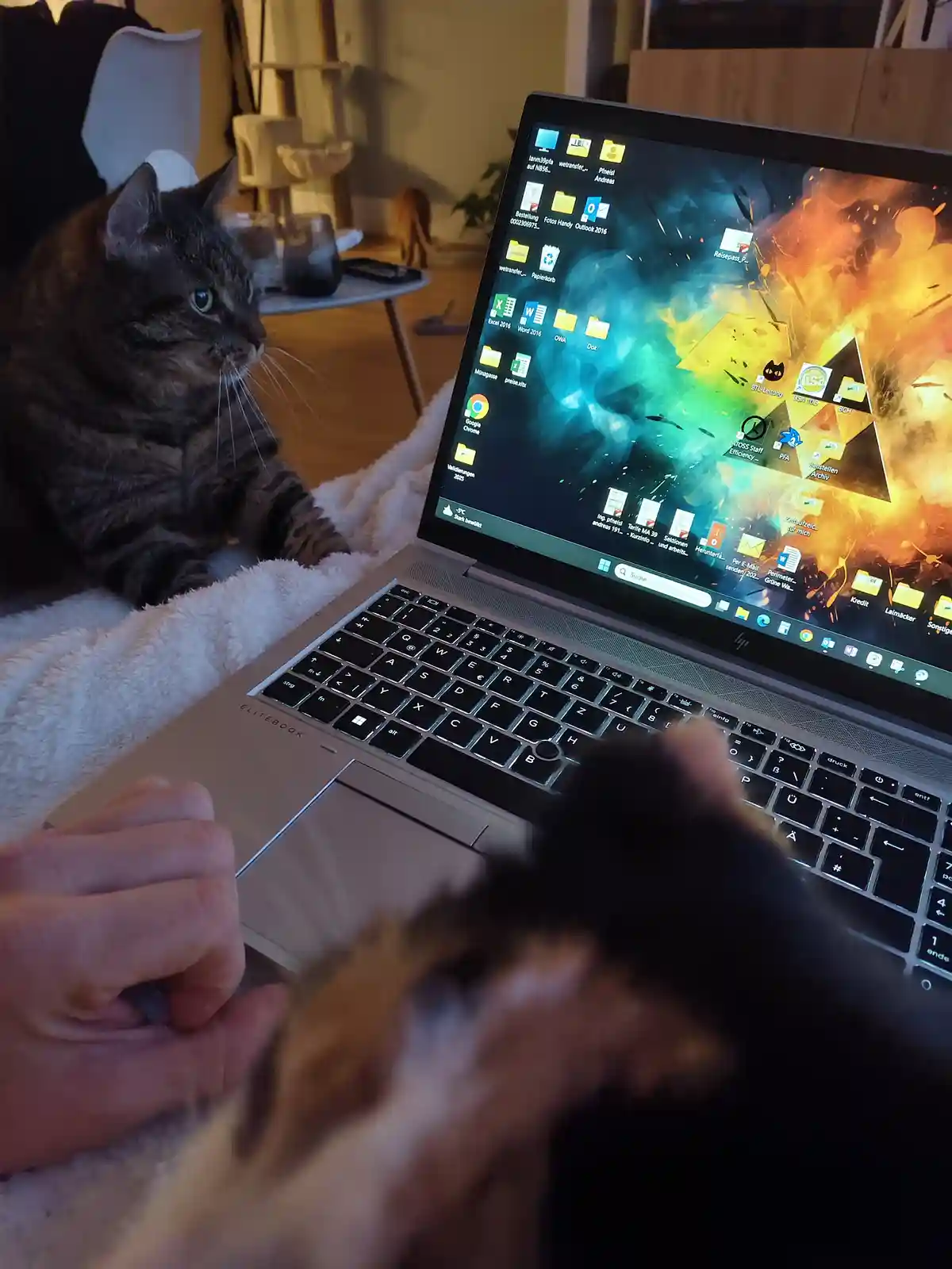 A tabby cat sits calmly beside an open laptop displaying a cluttered Windows desktop with German folder names, while a…
