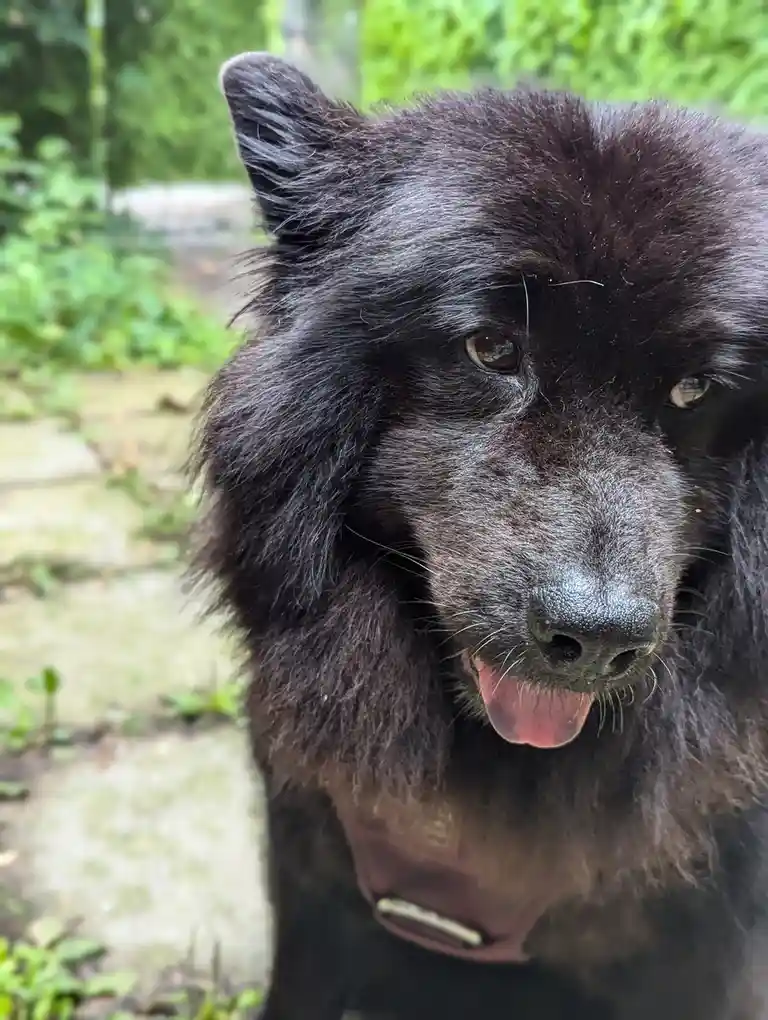 A close-up photo of a fluffy black dog with its tongue out, looking directly at the camera, wearing a pink harness, set…