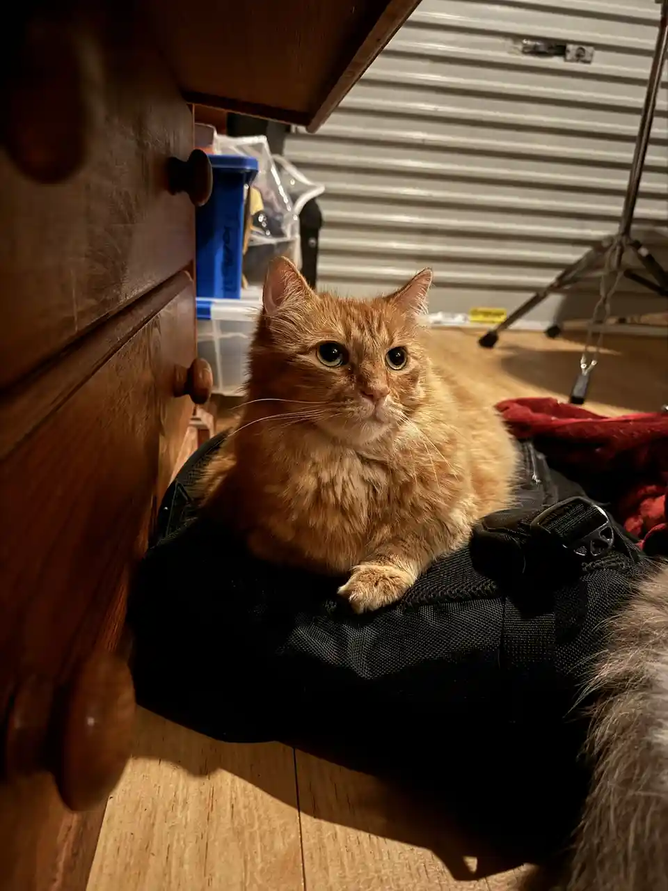 Toph's Journey: Day 64 and Counting