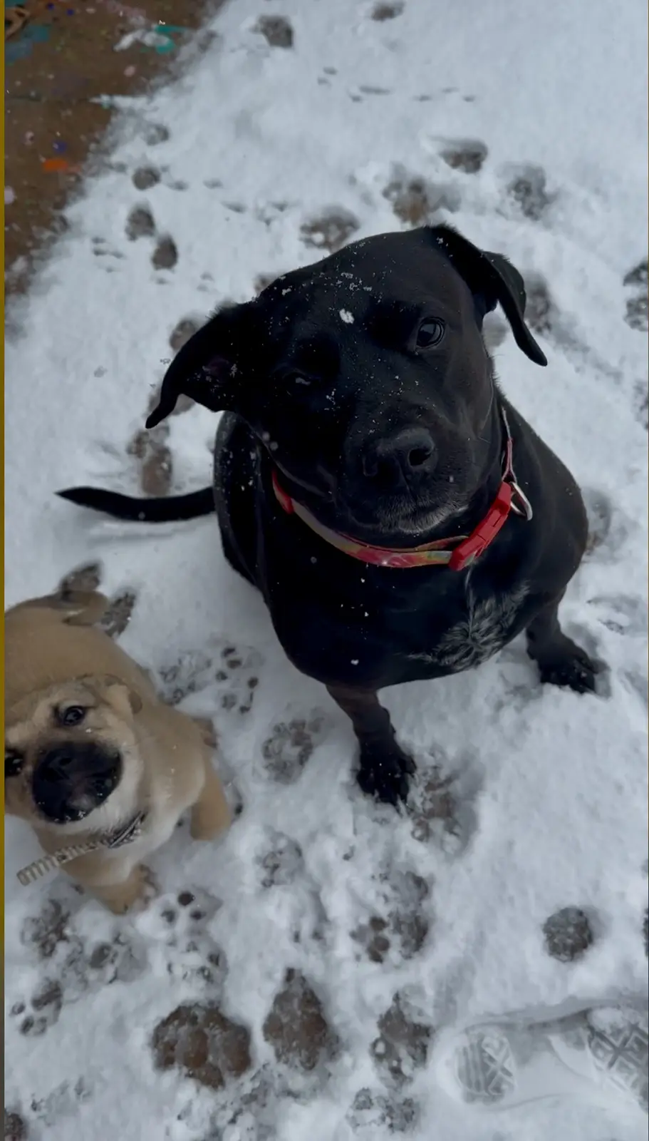 Two dogs, a larger black one and a smaller tan one, are standing in snow with visible paw prints around them. The black dog…