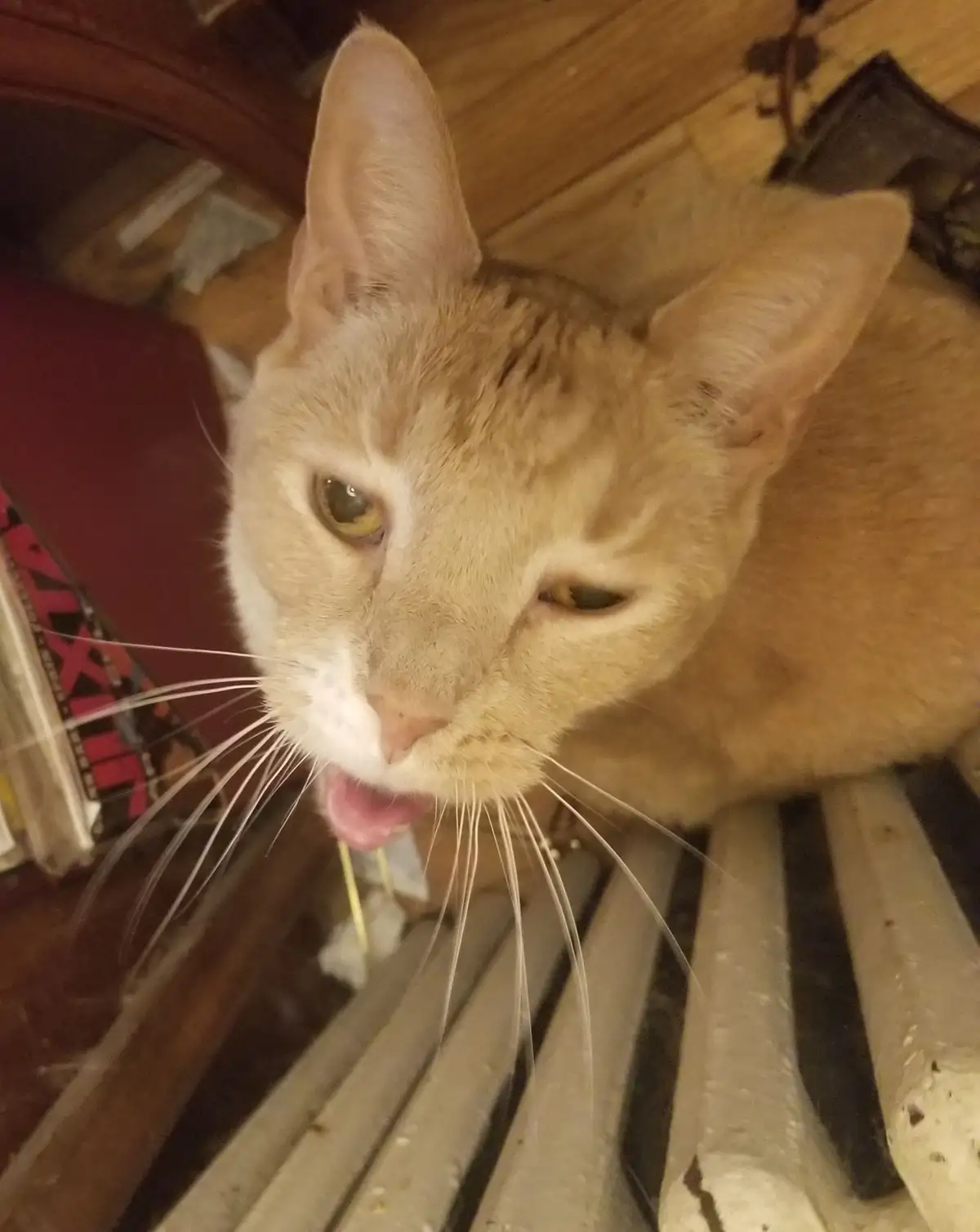 A close-up photo of a light orange tabby cat with a white muzzle, looking directly at the camera with half-lidded eyes and…