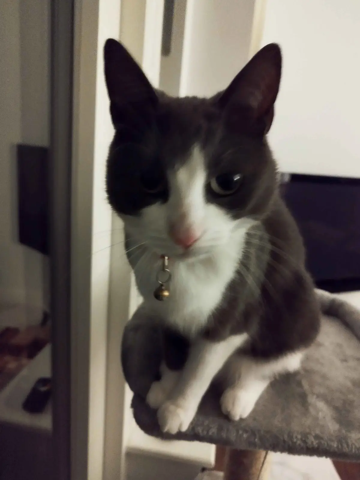 A black and white cat with large, expressive eyes sits on a grey cat tree perch, looking directly at the camera with a sad…