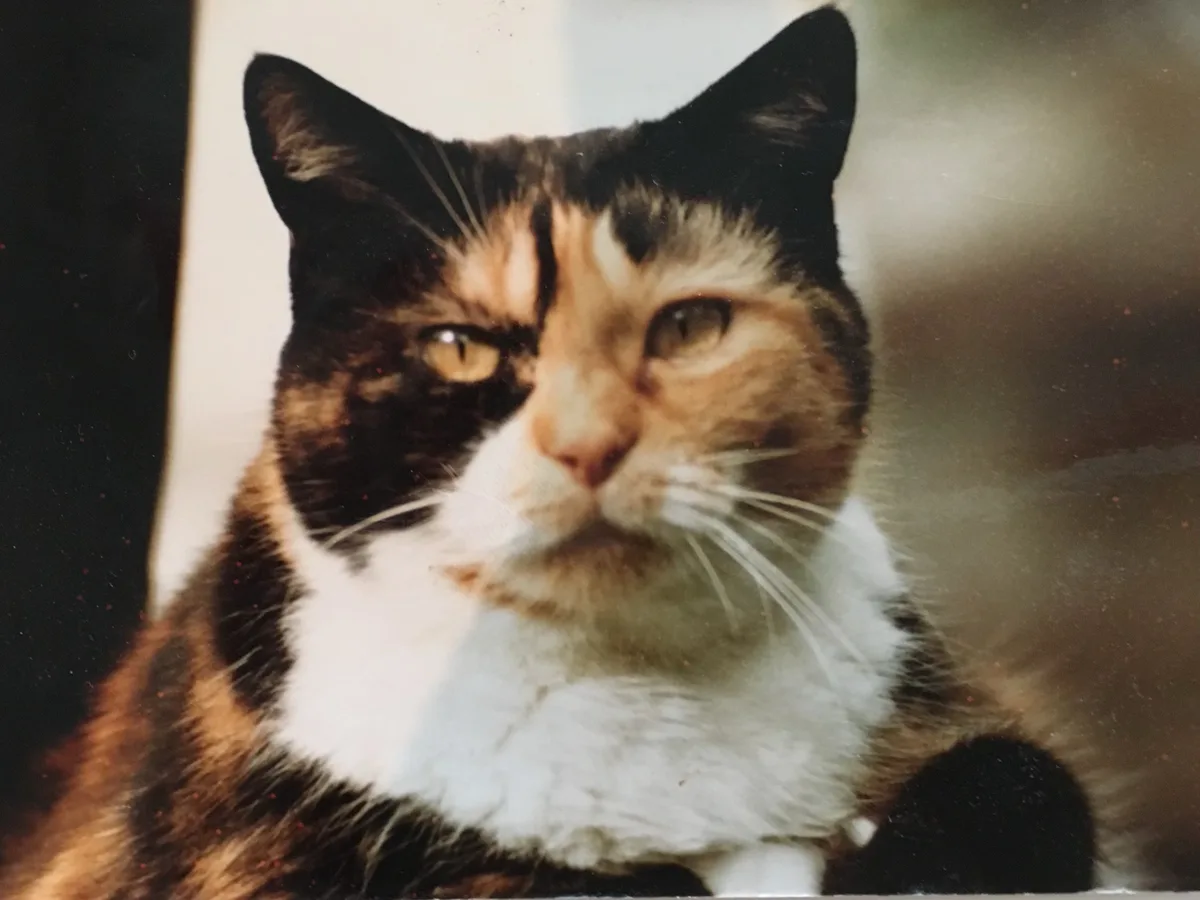 Meet the Sweetest Cat Around!