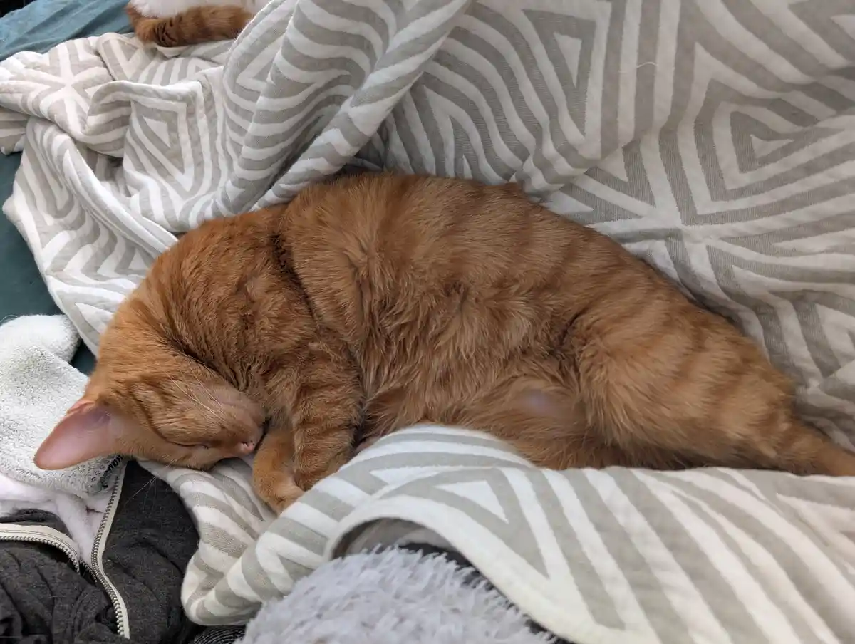 A ginger cat is curled up and sleeping soundly on a patterned gray and white blanket, with a dark gray zippered jacket and a…