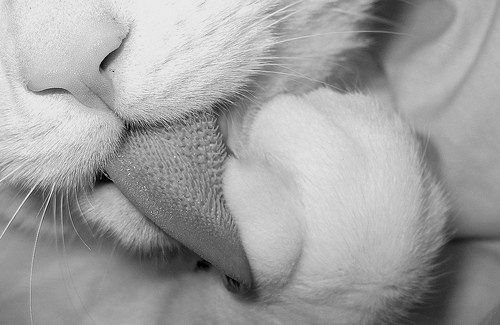 a black and white close-up photo of a cat's face licking its own paw, with the overlaid text reading 'i'm not licking my…