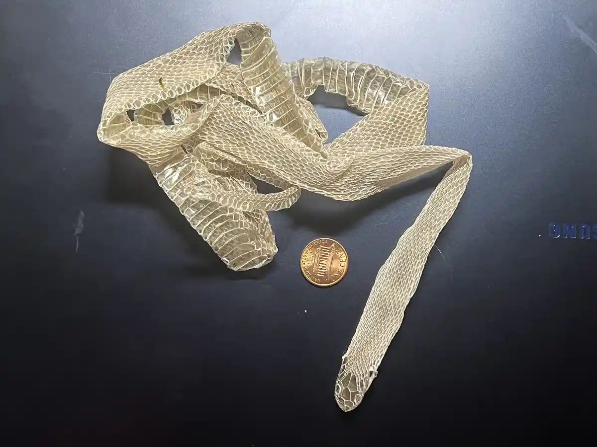 The Shedding of Dasypeltis Gansi