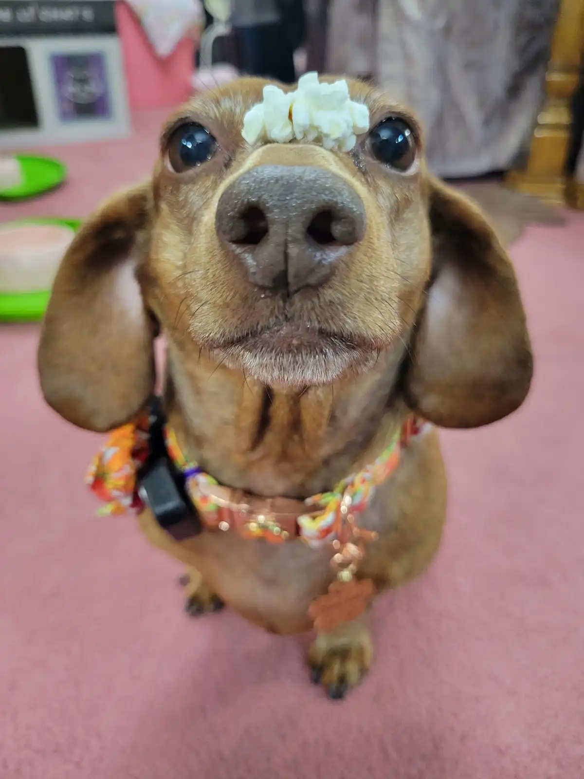 A close-up of a brown dachshund looking up with wide, expressive eyes, with a small pile of white popcorn kernels resting on…