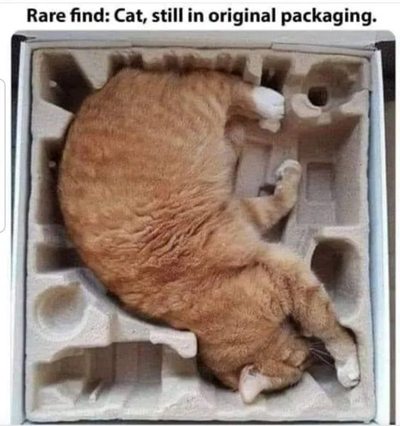 An orange tabby cat is curled up asleep inside a cardboard box filled with molded foam packing material, perfectly fitting…