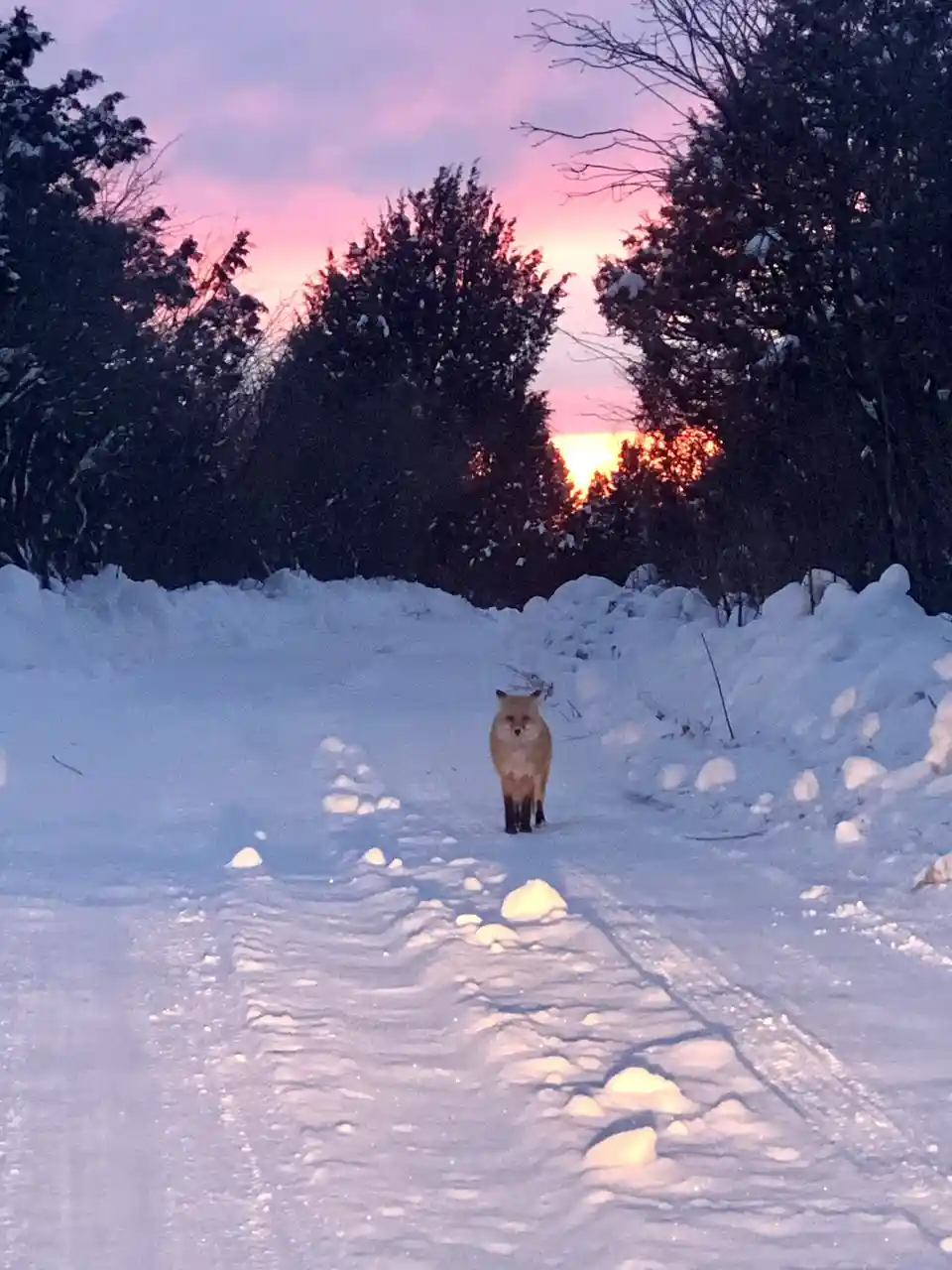 A red fox stands in the middle of a snow-covered path, facing the camera, with a beautiful pink and orange sunset visible…