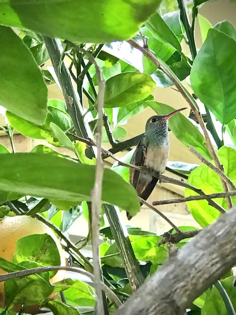 A small hummingbird with iridescent green and brown feathers perches on a thin branch among bright green leaves, with a…