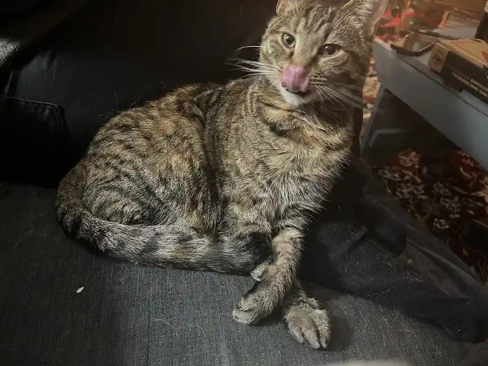 A tabby cat sits on a dark couch, licking its nose with a look of mild indifference. The overlaid text reads 'i'm not…