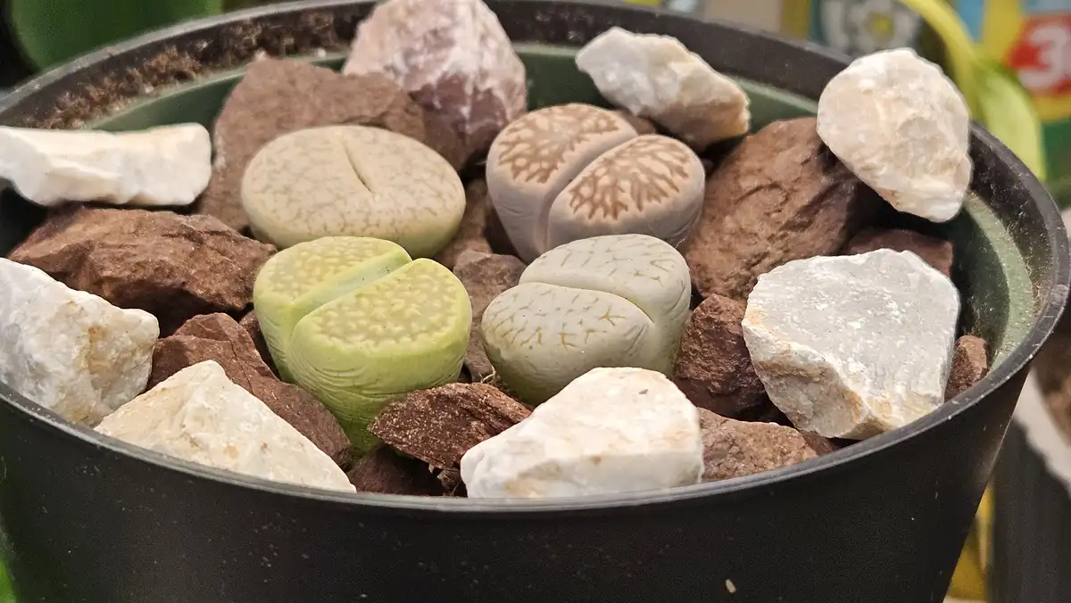 A close-up photo shows several small, rounded, stone-like succulents nestled among larger, irregular rocks in a black pot…