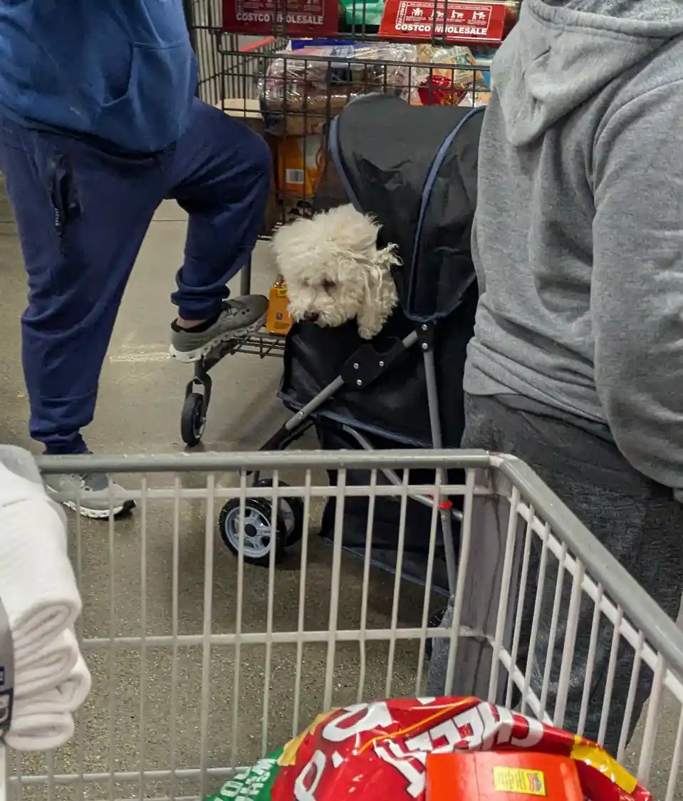 A small, fluffy white dog sits in a black stroller inside a Costco store, surrounded by shoppers and shopping carts. The dog…