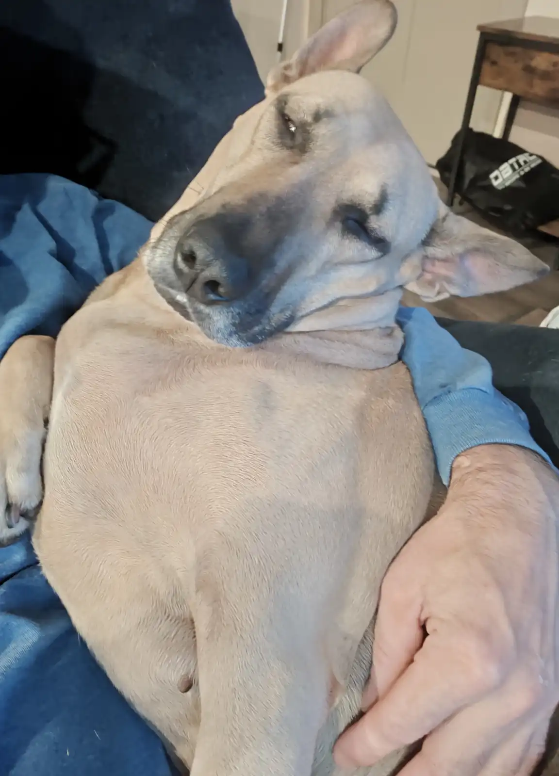 A light-colored dog is curled up and sleeping soundly on a person's lap, with one eye half-open and the other closed, while…