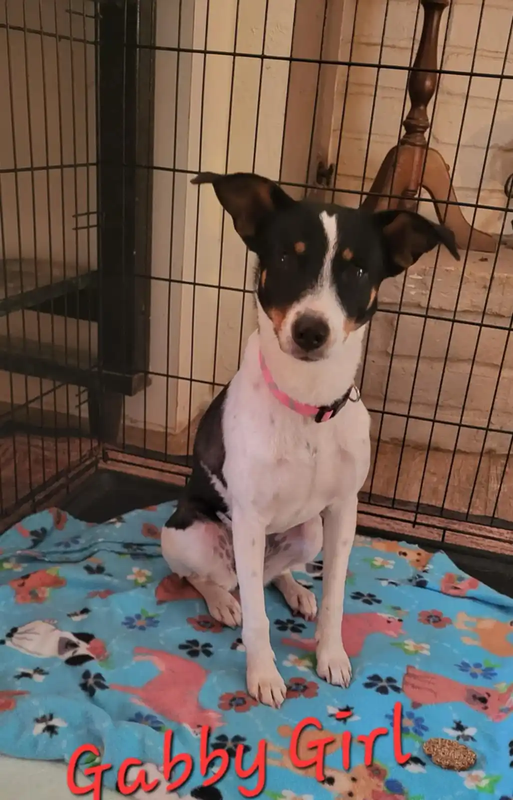 A small black and white dog with tan markings sits upright in a black wire pet crate, looking directly at the camera with…