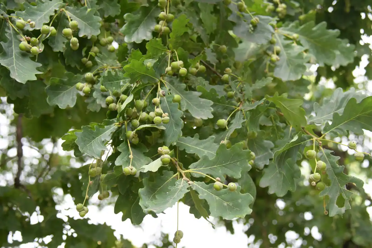 A close-up photo of a green oak tree branch filled with numerous small, green acorns hanging among large, lobed leaves. The…