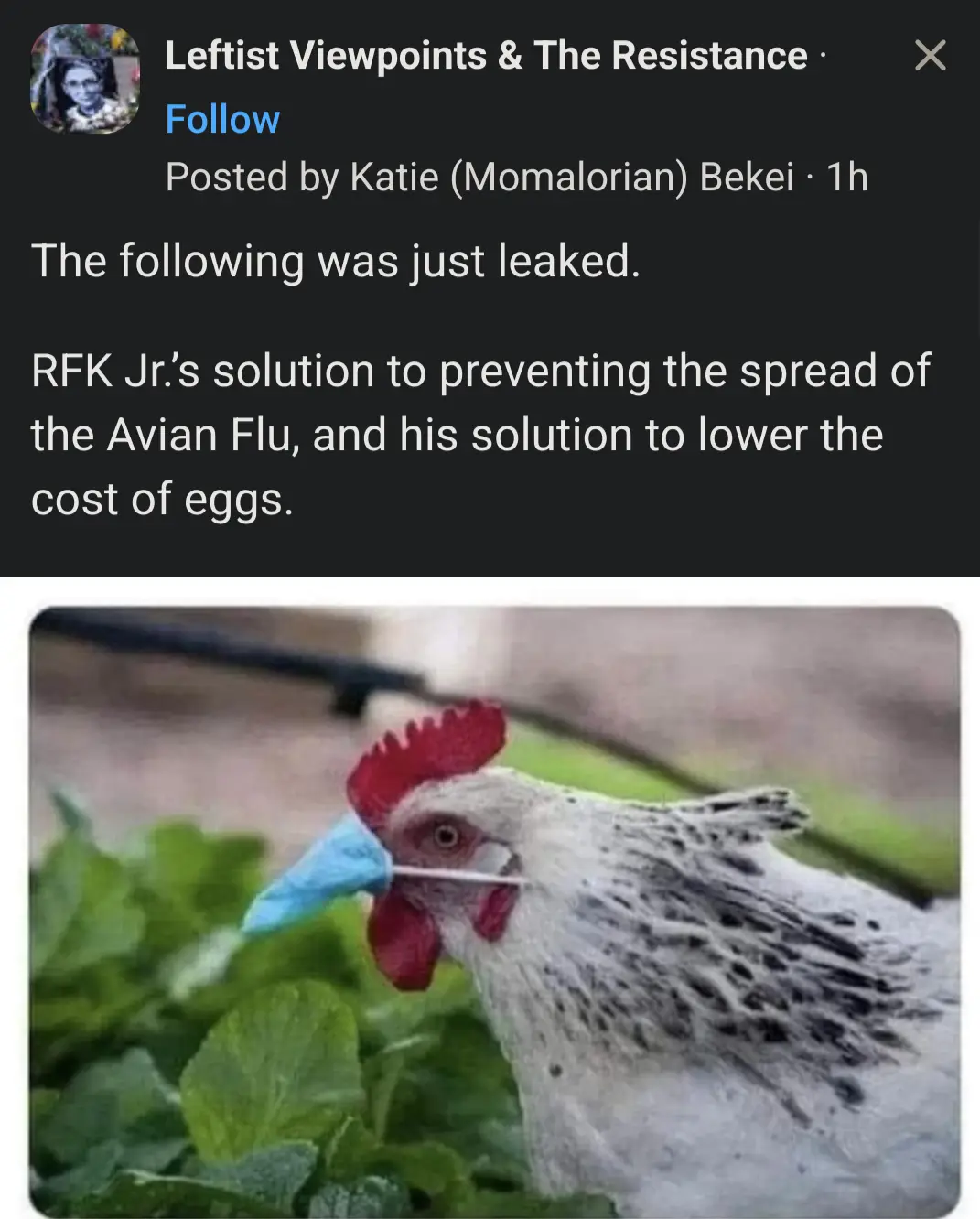 A close-up photo shows a white chicken with black speckles and a red comb, wearing a blue surgical mask over its beak while…