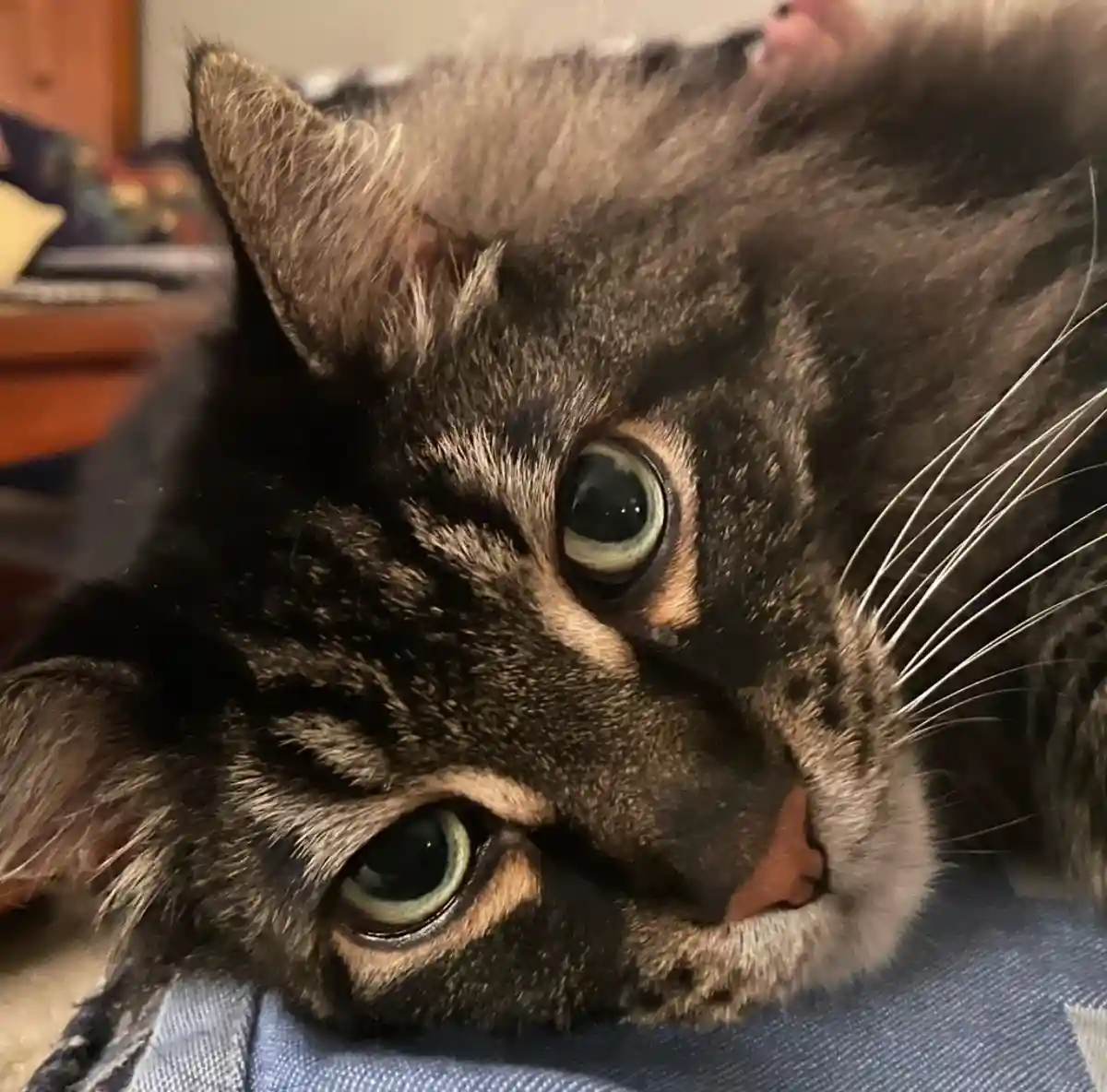 A close-up photo of a tabby cat with wide, expressive green eyes looking directly at the camera, resting its head on a blue…