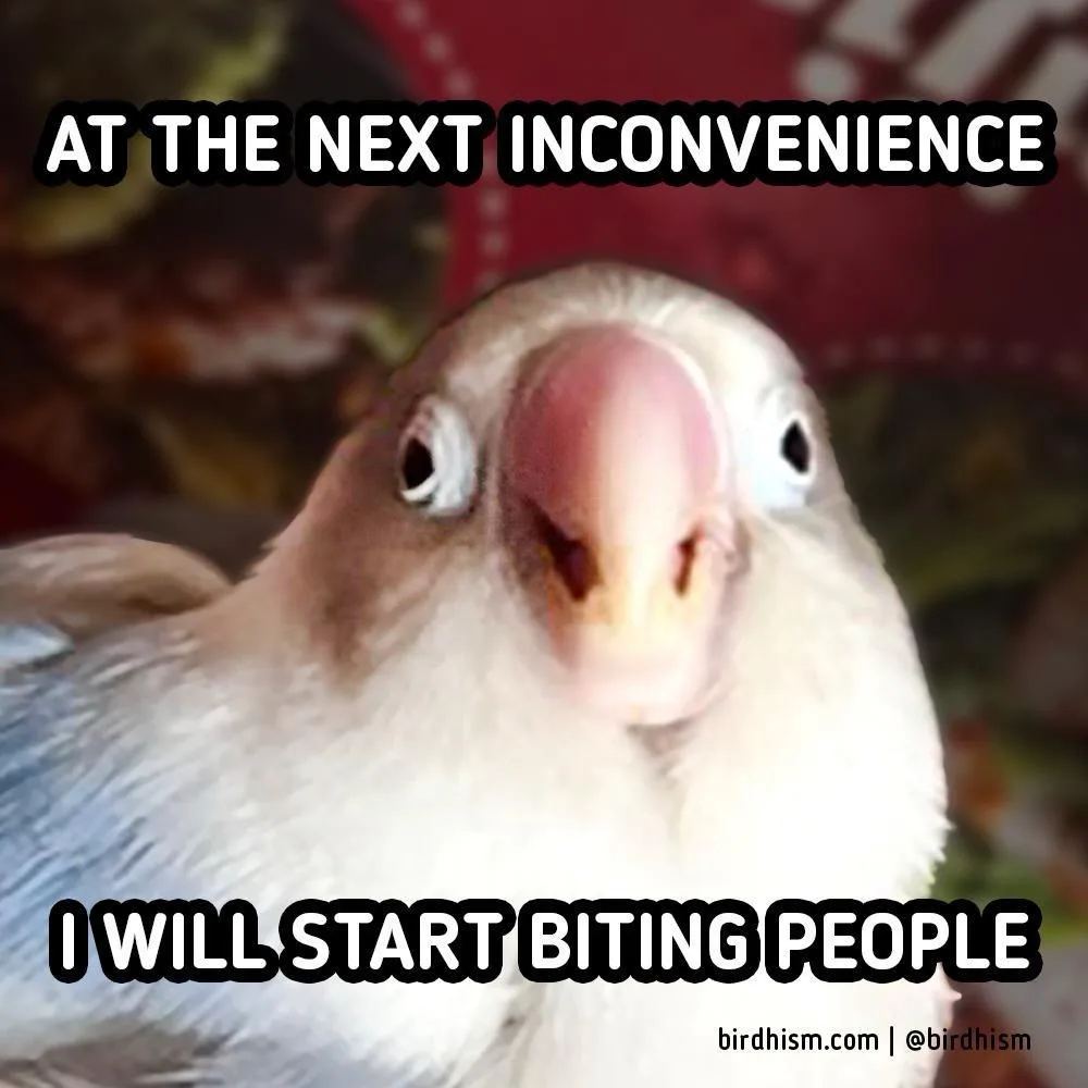 A close-up photo of a light-colored lovebird with a pinkish beak and wide, alert eyes staring directly at the camera. The…