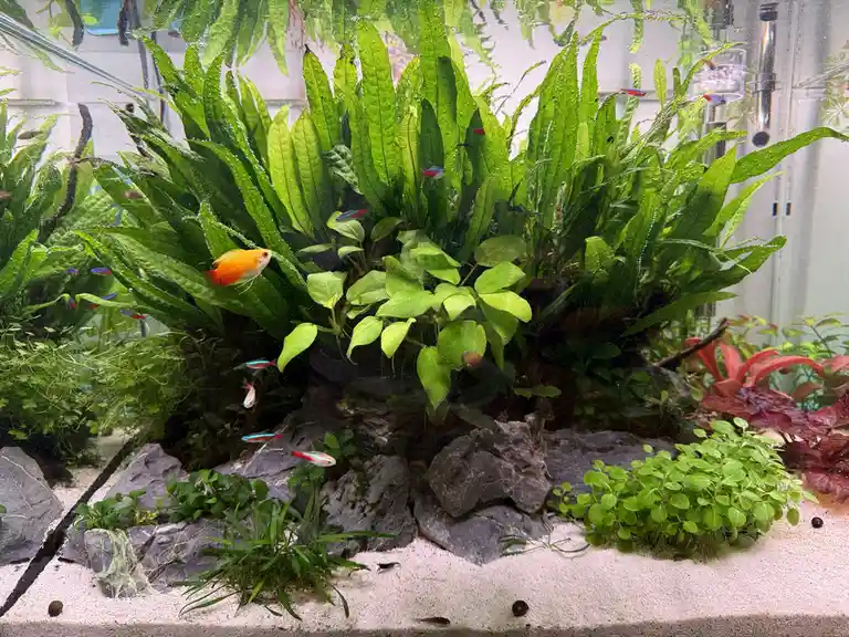 A vibrant, densely planted aquarium filled with various green aquatic plants, rocks, and white sand. Several small, colorful…
