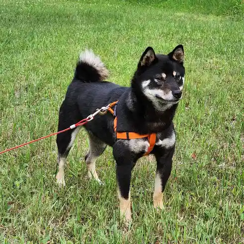 A black and tan dog with a curled tail stands in green grass wearing an orange harness and red leash. The dog has a calm…