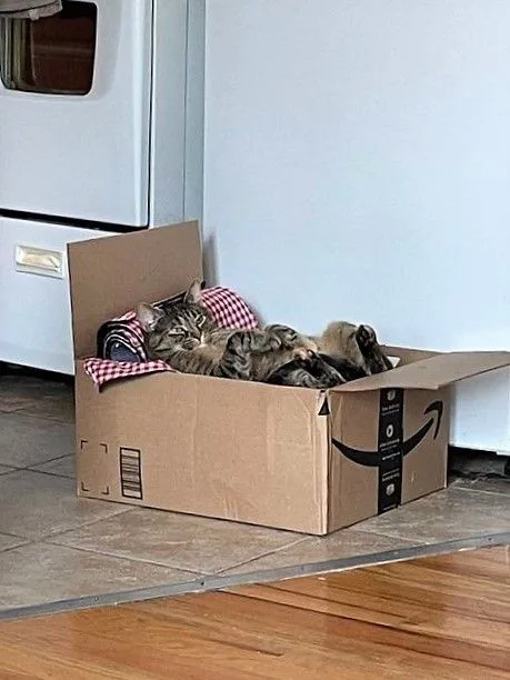 A tabby cat is lying on its back inside an open Amazon cardboard box, appearing relaxed and unbothered. The box sits on a…