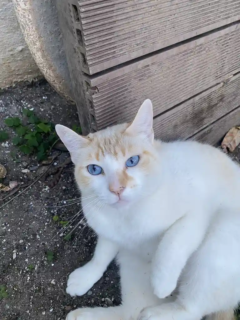 A white and orange cat with striking blue eyes sits on dirt ground near a wooden structure, looking directly at the camera…