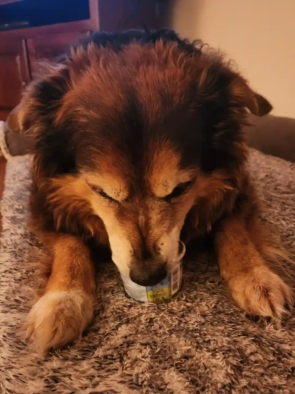A fluffy brown and black dog with its eyes closed is resting its head on a small can, appearing very sleepy or content. The…