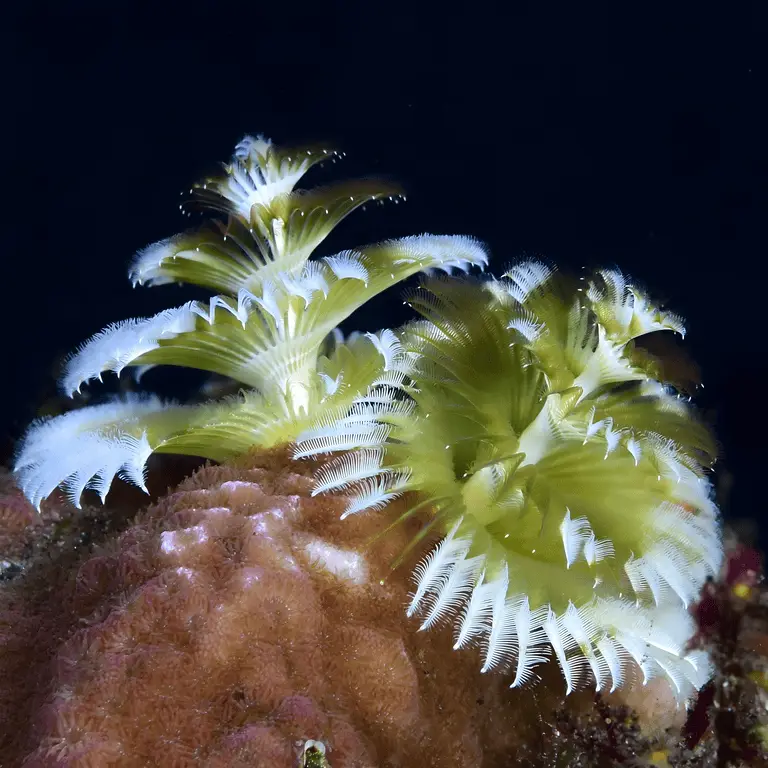 A close-up underwater photo shows two pale green and white feathery marine organisms, likely Christmas tree worms, attached…