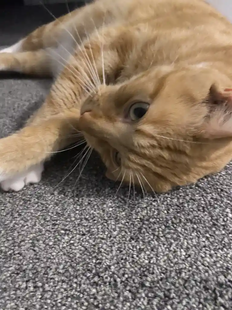 Biscuit's Daily Dose of Cuteness