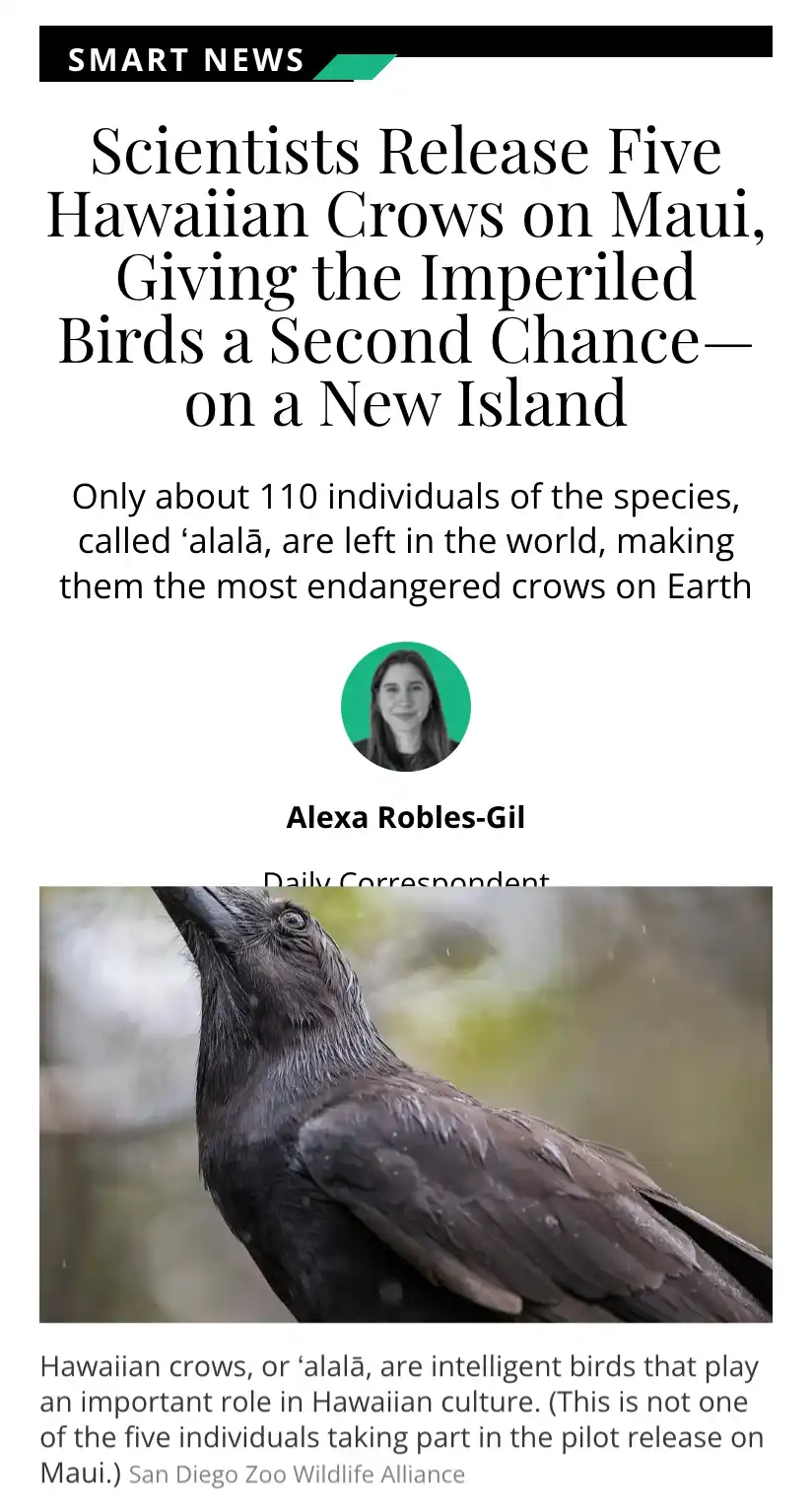 Hawaiian Crows: The Fascinating Birds You Need to Know About!
