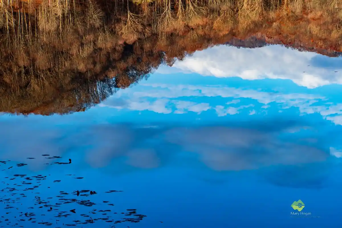 A serene landscape photo shows the upside-down reflection of autumnal trees with orange and brown foliage over a calm blue…