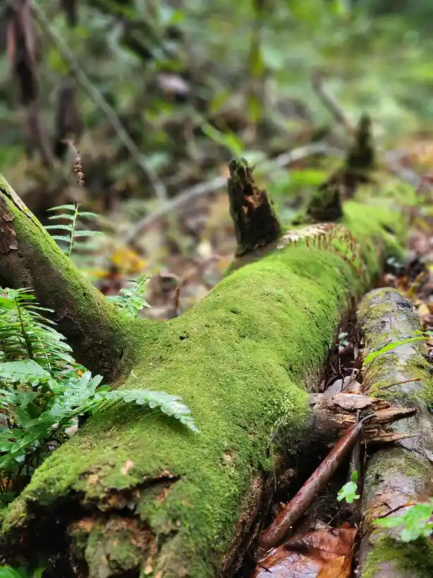 The Beauty of the Forest Floor