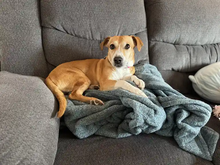 Roxie Was Attacked Again—What a Surprise!