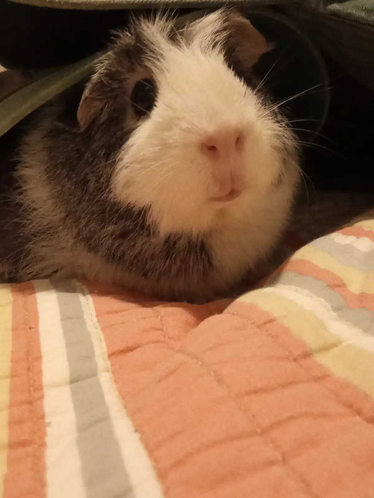 A close-up photo of a guinea pig with a white face and dark fur peeking out from under a blanket, resting on a quilted…