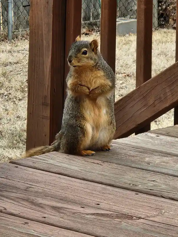 A gray and orange squirrel stands upright on a weathered wooden deck railing, its front paws clasped together in front of…