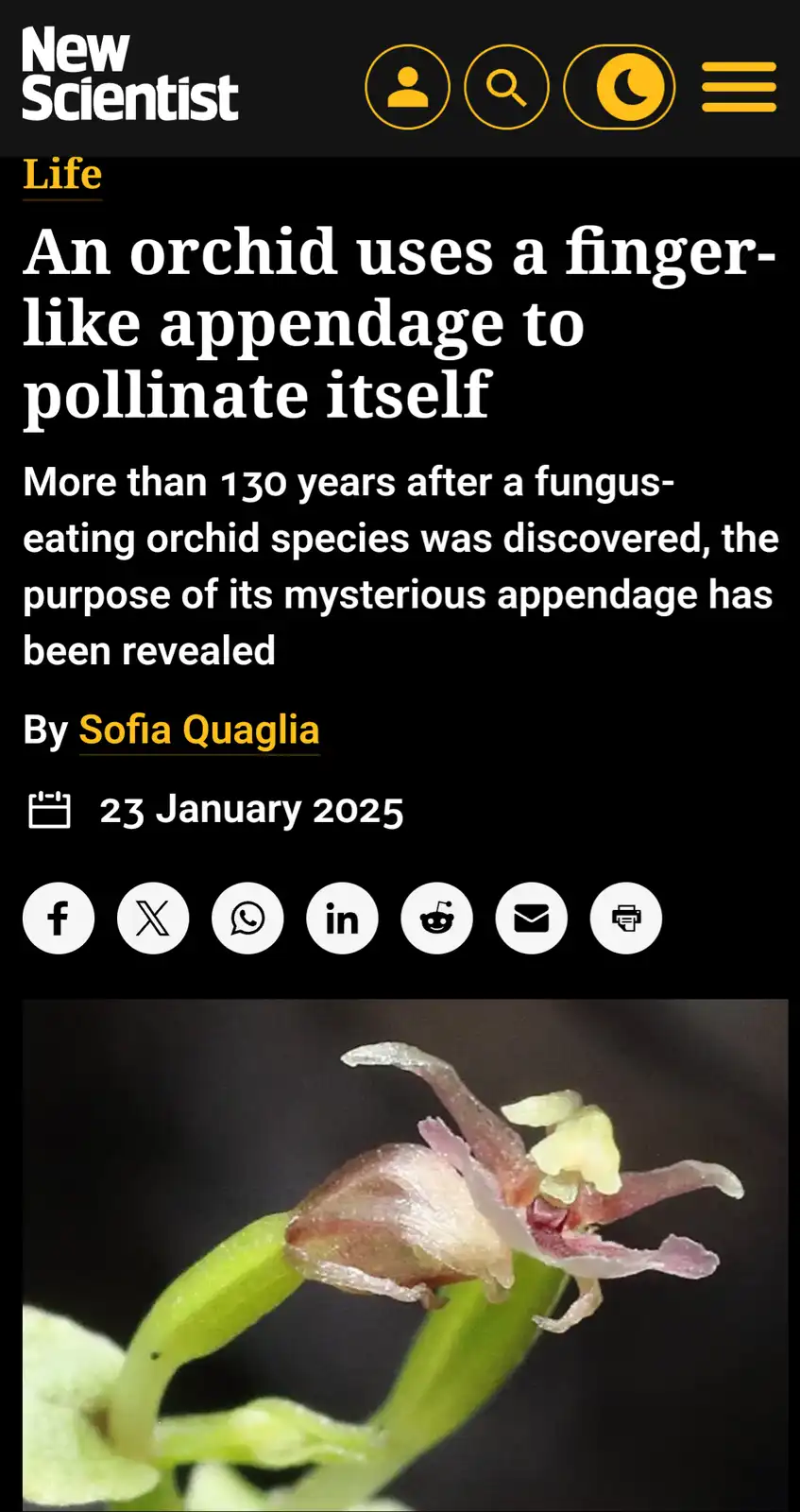 A screenshot of a New Scientist article titled 'An orchid uses a finger-like appendage to pollinate itself' shows a close-up…