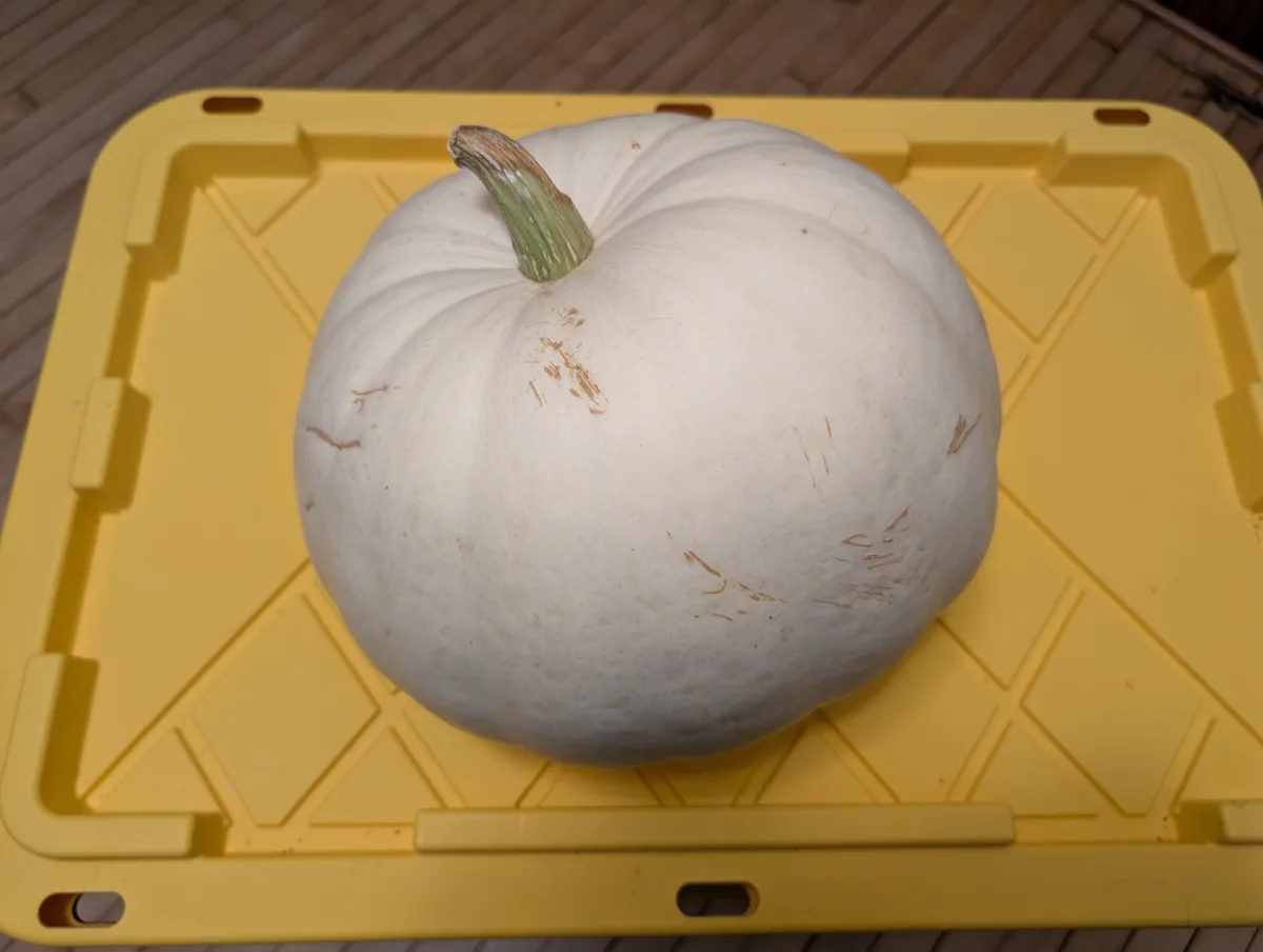 It's Pumpkin Time! Get Ready for Fall