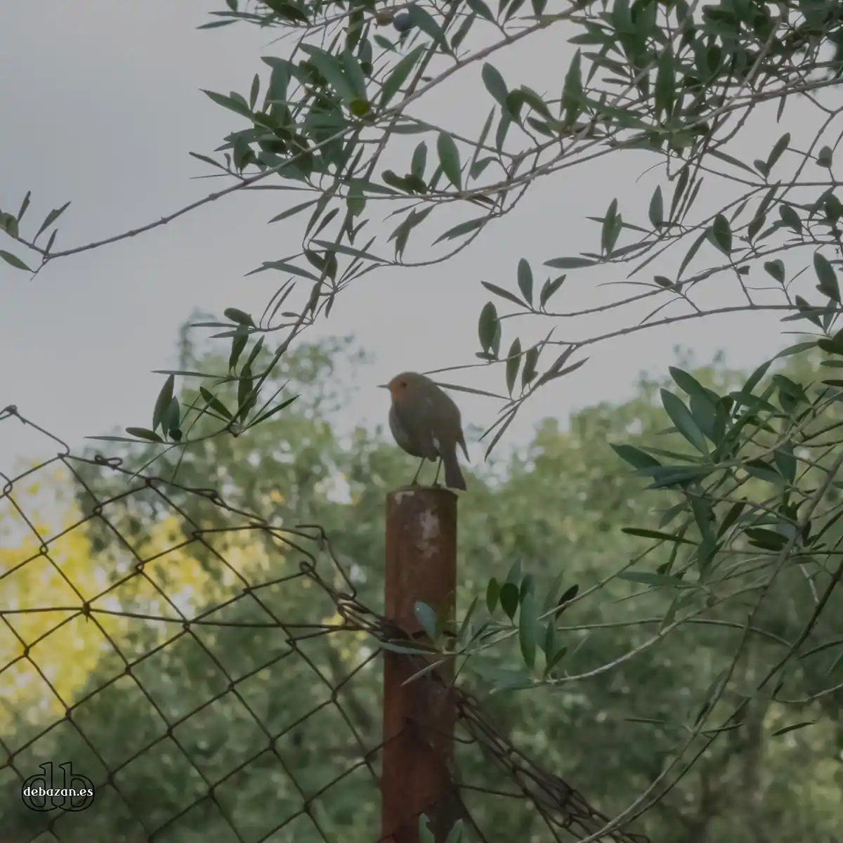A small bird with a red-orange breast perches atop a rusty metal fence post, surrounded by olive tree branches and leaves…