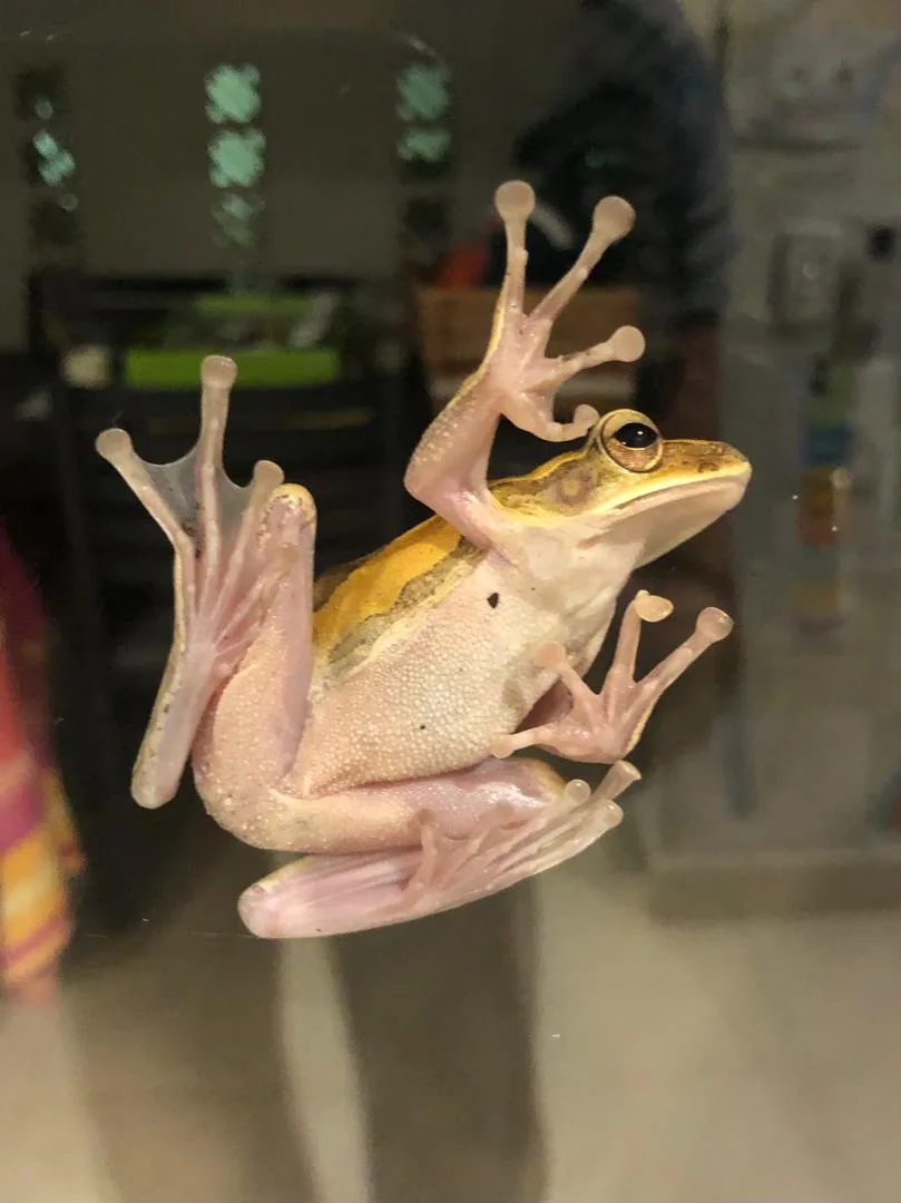 A small tree frog with yellow and pinkish skin is clinging to a glass surface, its limbs spread out and toes splayed. The…