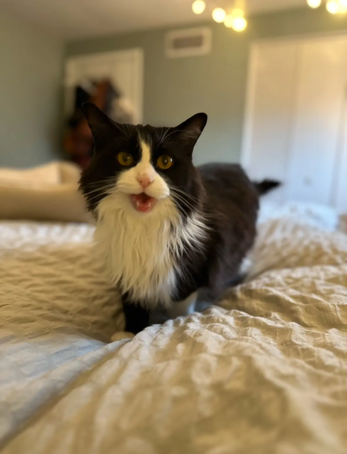 A black and white cat with a fluffy white chest and face is standing on a rumpled bed, mouth open as if meowing or speaking…