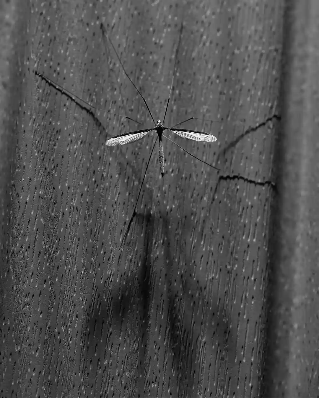 Cool and Quirky: The Neato Mosquito