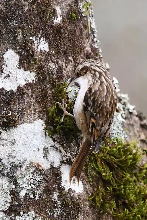 A small brown and white bird with a curved beak is clinging to a mossy, lichen-covered tree trunk, appearing to be resting…